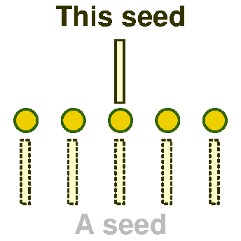 Seeds