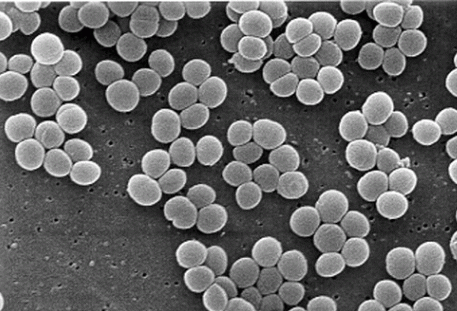Staphylococcus