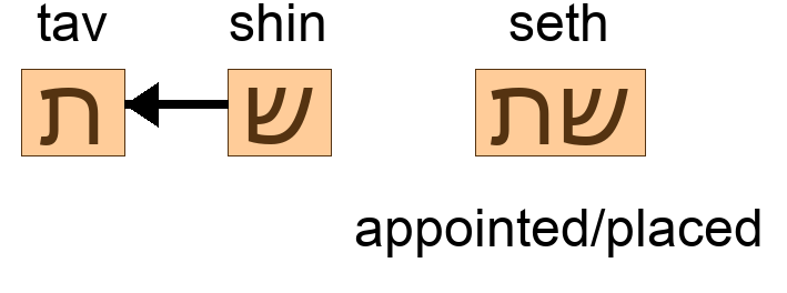 שת - appointed/placed