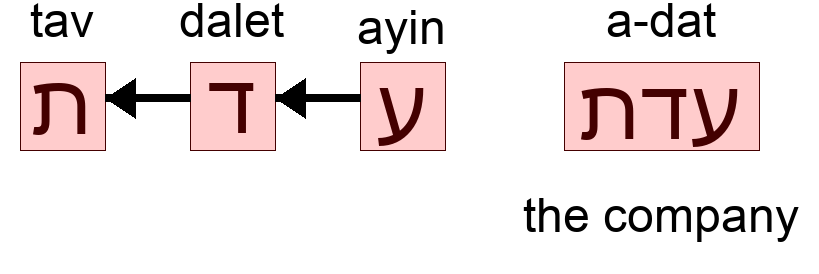 עדת - the company
