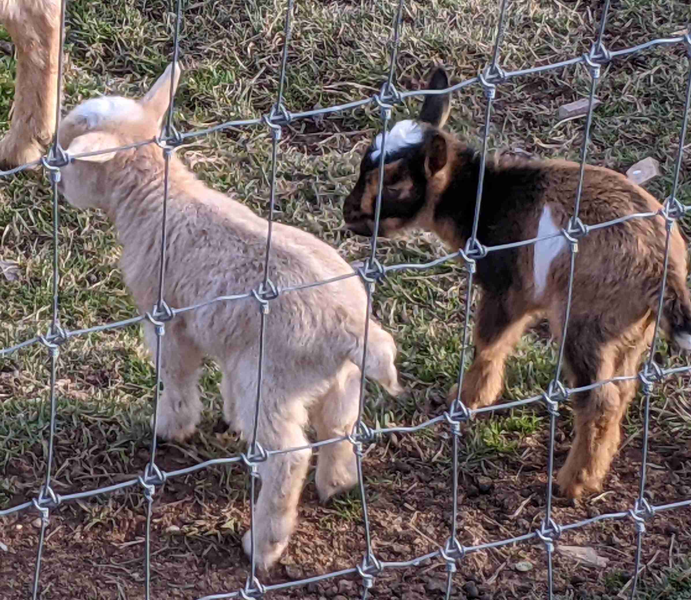 Young goats