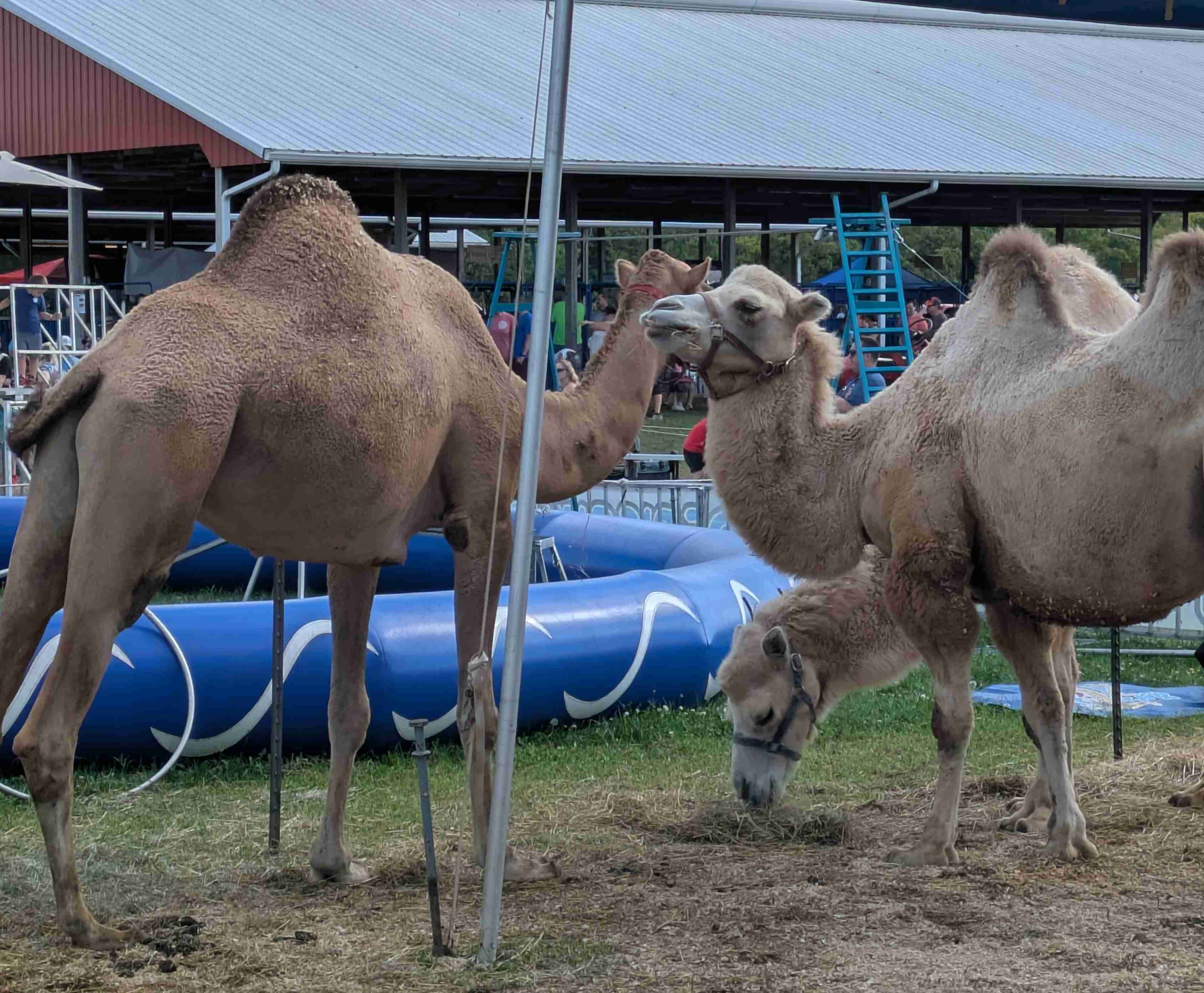 Camels at the fair