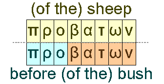 Sheep and before the bush