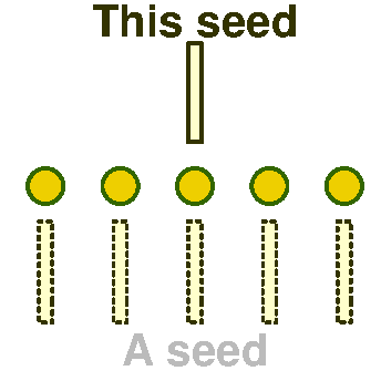 Seeds