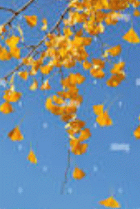 Ginkgo leaves falling