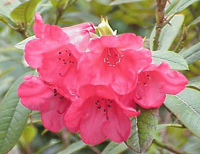 Flower: Rhododendron