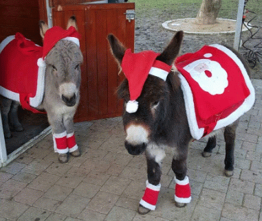 Donkey dressed up