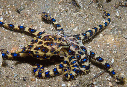 Octopus